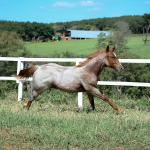 LOTE 002 - DUCATTI CAT VRA