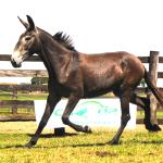 LOTE 009 - BAILARINA