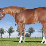 LOTE 004 - SPARK DEL SHOOT