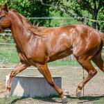 LOTE 006 - LAST BRYAN STARLIGHT