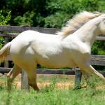 LOTE 005 - TWICE GALLO STEP