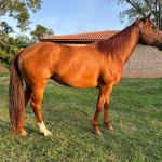 LOTE 003 - BUDWISER CB