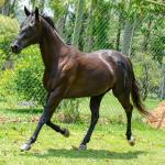 LOTE 001 - WANNA BET BC (VENTRE PARA LIVRE ACASALAMENTO)