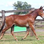 LOTE 016 - DOCINHO