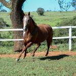 LOTE 009 - CHRISTY RED CAT (2x1)