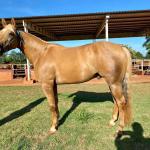 LOTE 006 - RED ACRE SWR
