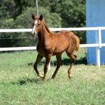 LOTE 008 - A BILLION BET VRA