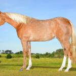 LOTE 011 - CIELO LITTLE BRUD
