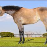 LOTE 008 - DREAM RUSTER DU VAL