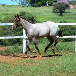 LOTE 017 - INSANE BET VRA