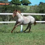 LOTE 003 - DALLARA CAT VRA