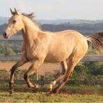 LOTE 011 - REYDIOACTIVE JPJ