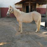 LOTE 006 - YOLLANDA WARS