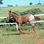 LOTE 006 - LOOK ME TWICE VRA