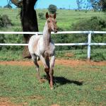 LOTE 004 - TRINITY CAT VRA
