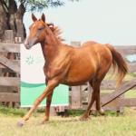 LOTE 014 - SAN JAY BUENO