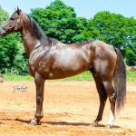 LOTE 002 - TUX CORONA G2