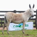 LOTE 006 - MOBILETE