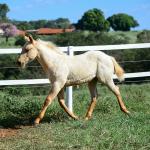 LOTE 019 - LAST BET VRA