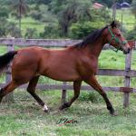 LOTE 016 - ELETTRA PANTHER HMJ