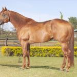LOTE 100 - MALBORO RED KID (VENDA DE COBERTURAS)