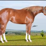 LOTE 005 - WHIZ LENA Z