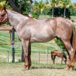 LOTE 004 - WINNIN NITRO LENA