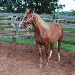 LOTE 008 - DUAL BROWN CAT MPQ