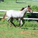 LOTE 017 - INSANE BET VRA
