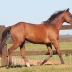 LOTE 018 - SAN JAMES APOLLO BEE