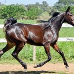 LOTE 004 - MV IDEAL BRENA