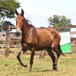 LOTE 001 - GRANFINA