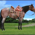 LOTE 003 - BLUE MELODY