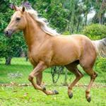 LOTE 002 - FIREWATER ICY LADY (VENTRE PARA LIVRE ACASALAMENTO)