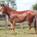 LOTE 016 - DOCINHO