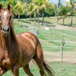 LOTE 011 - MY FIRST FLY