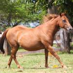 LOTE 001 - MISS BLUE DEE THISTU