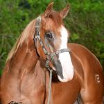 LOTE 005 - WHIZ LENA Z
