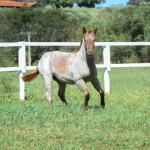 LOTE 004 - TRINITY CAT VRA