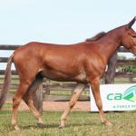 LOTE 015 - SEGREDO