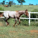 LOTE 002 - DUCATTI CAT VRA
