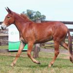 LOTE 003 - TRES PINTAS