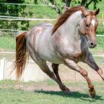 LOTE 004 - WINNIN NITRO LENA