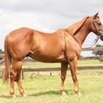 LOTE 002 - AVALON PEPPY DAN´S