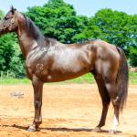 LOTE 002 - TUX CORONA G2