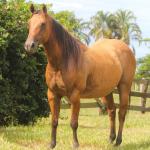 LOTE 017 - EL NINA SHADY DO EDU