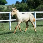 LOTE 014 - GANGSTAR VRA