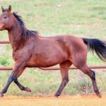 LOTE 007 - MISS DUAL PEP HSC