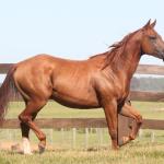 LOTE 009 - LIL PEPPY POINT