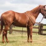 LOTE 005 - HUNTER ZORRERO OAK